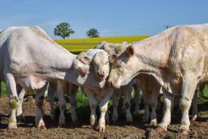 Alexandre LESCURE - ALEXANDRE LESCURE PHOTOGRAPHE